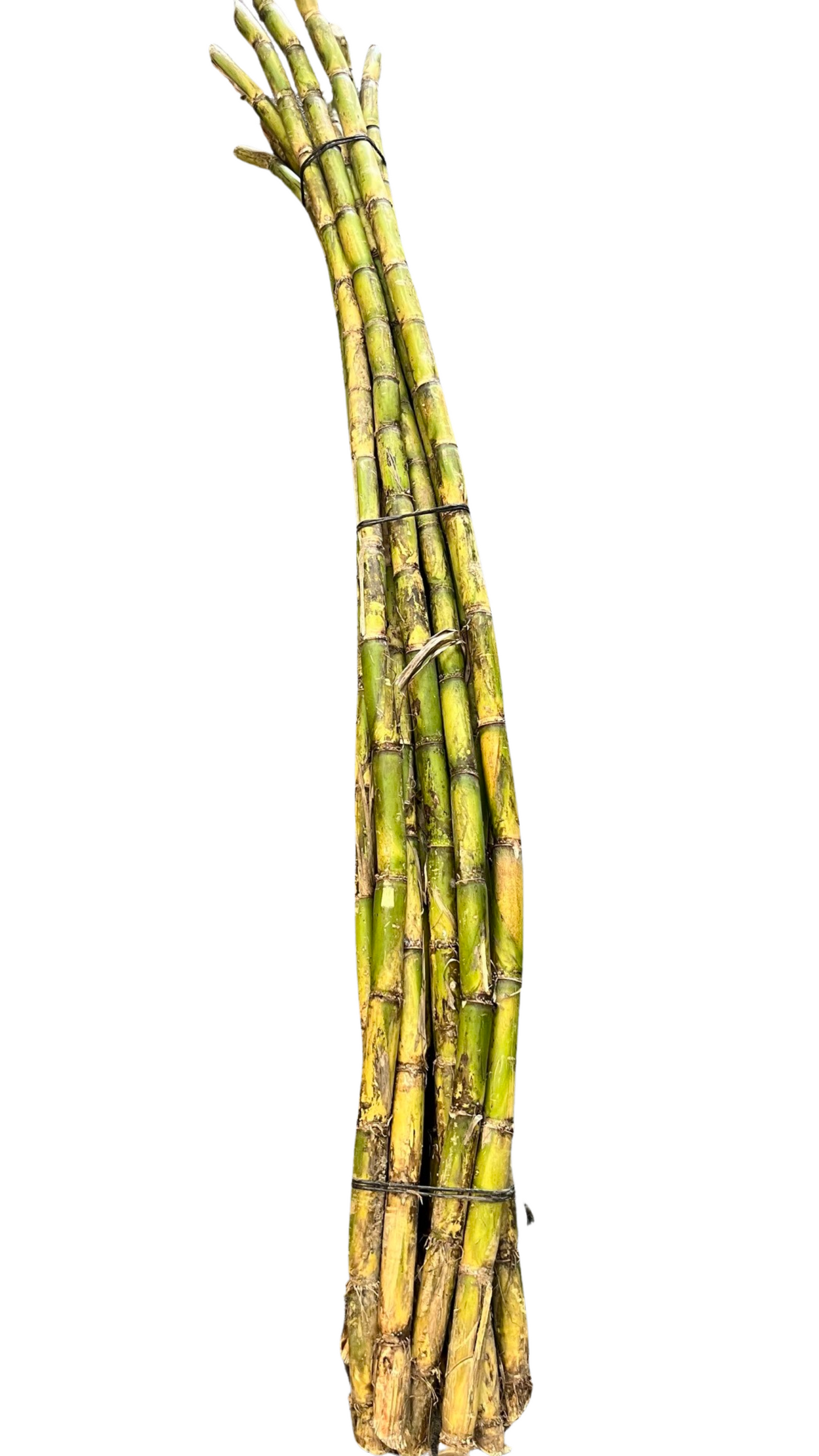 Sugarcane