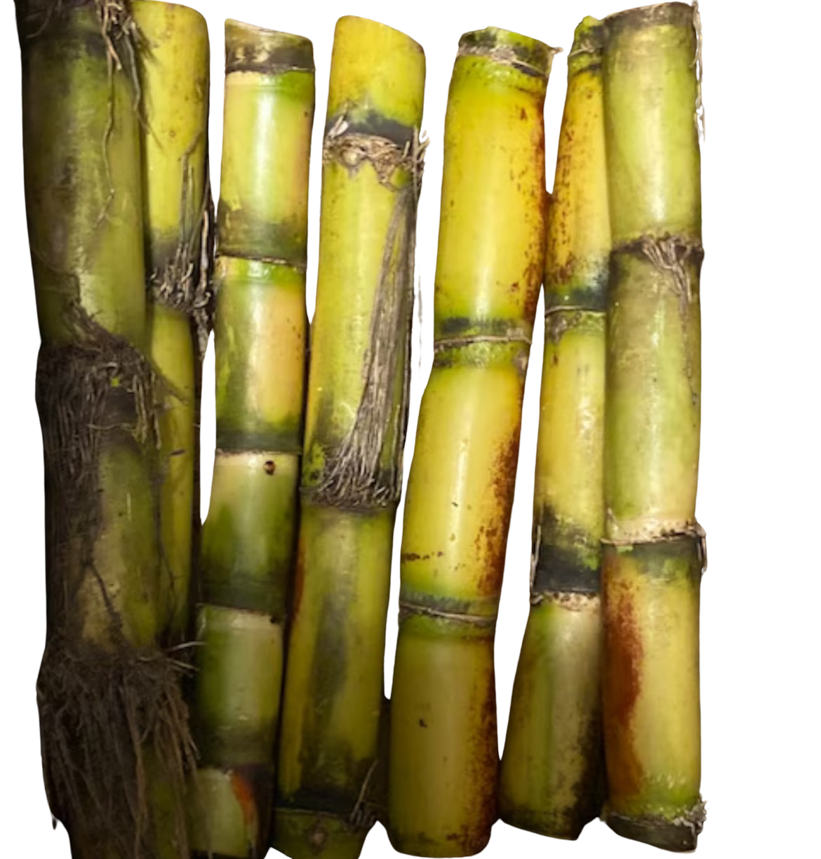 Sugarcane